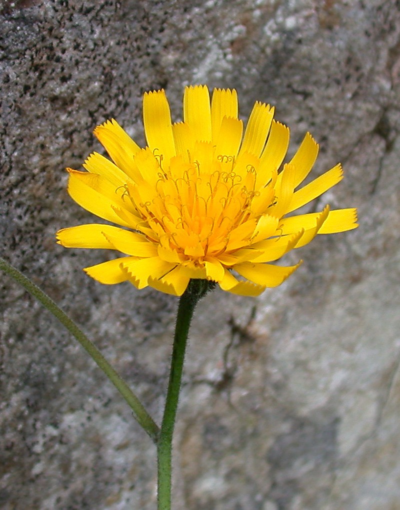 Hieracium crebridentiforme