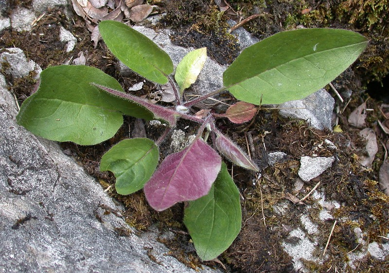 Hieracium crebridentiforme photo 3