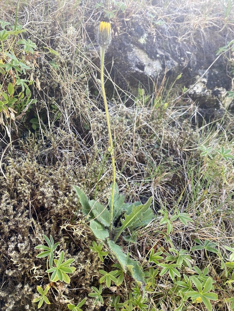 Hieracium cremnanthes