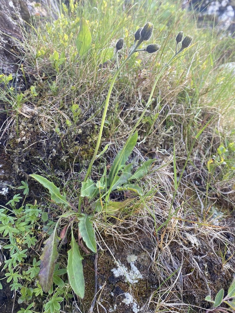 Hieracium cremnanthes photo 2