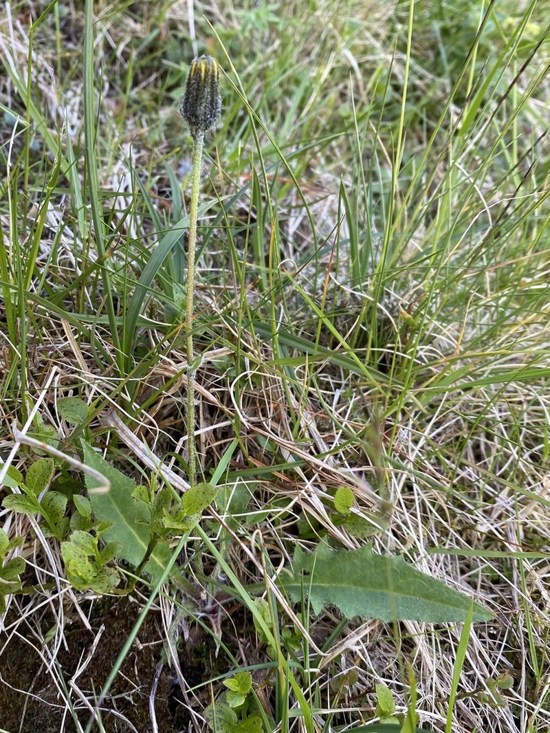 Hieracium cremnanthes photo 3