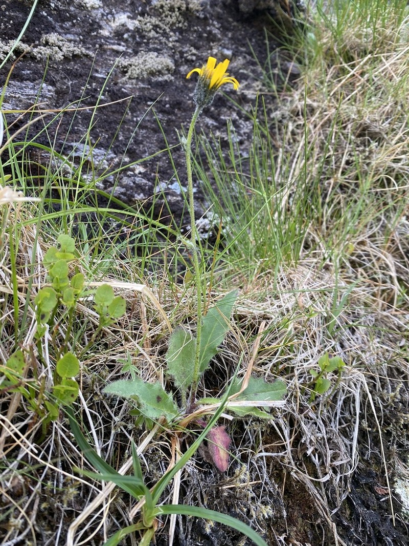 Hieracium cremnanthes photo 4