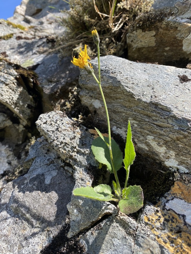 Hieracium cremnanthes photo 5
