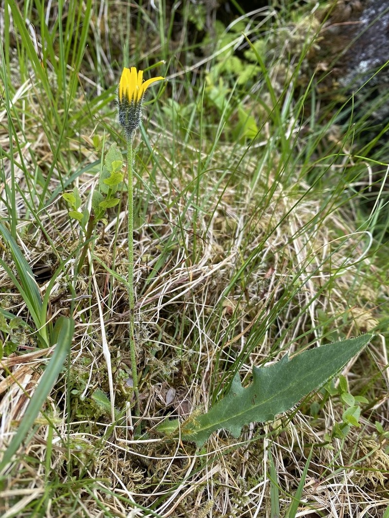 Hieracium cremnanthes photo 6