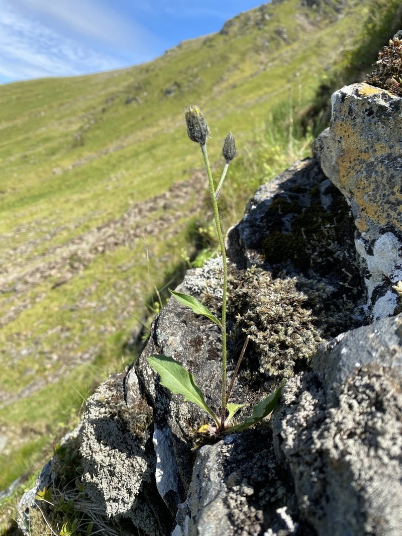 Hieracium cremnanthes photo 7