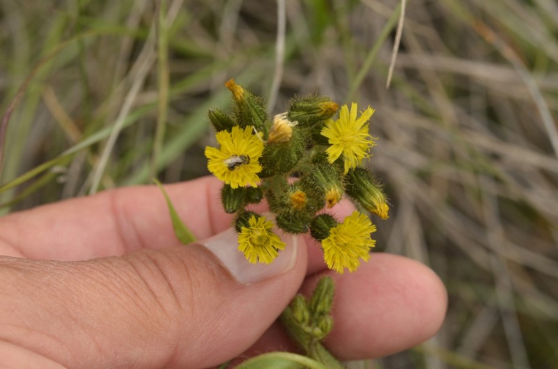 Lemmon's Hawkweed