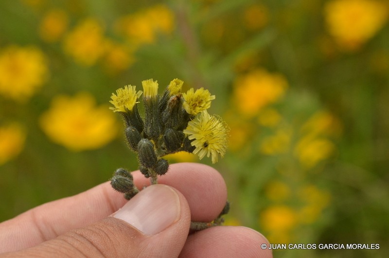 Lemmon's Hawkweed photo 2