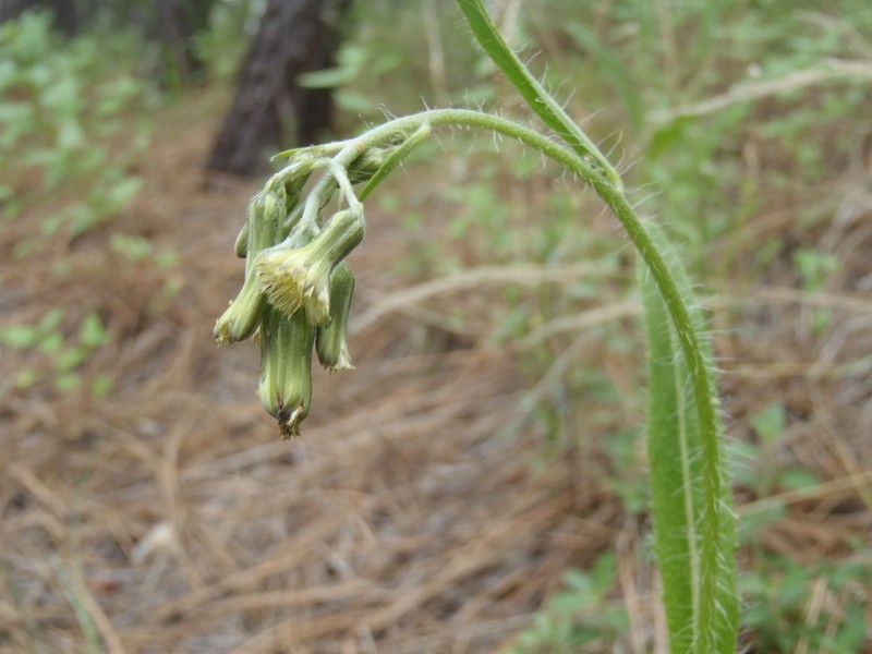 Lemmon's Hawkweed photo 3