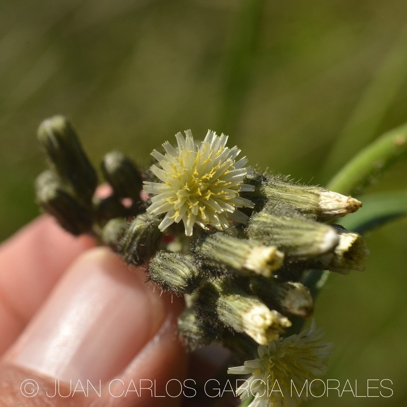 Lemmon's Hawkweed photo 4