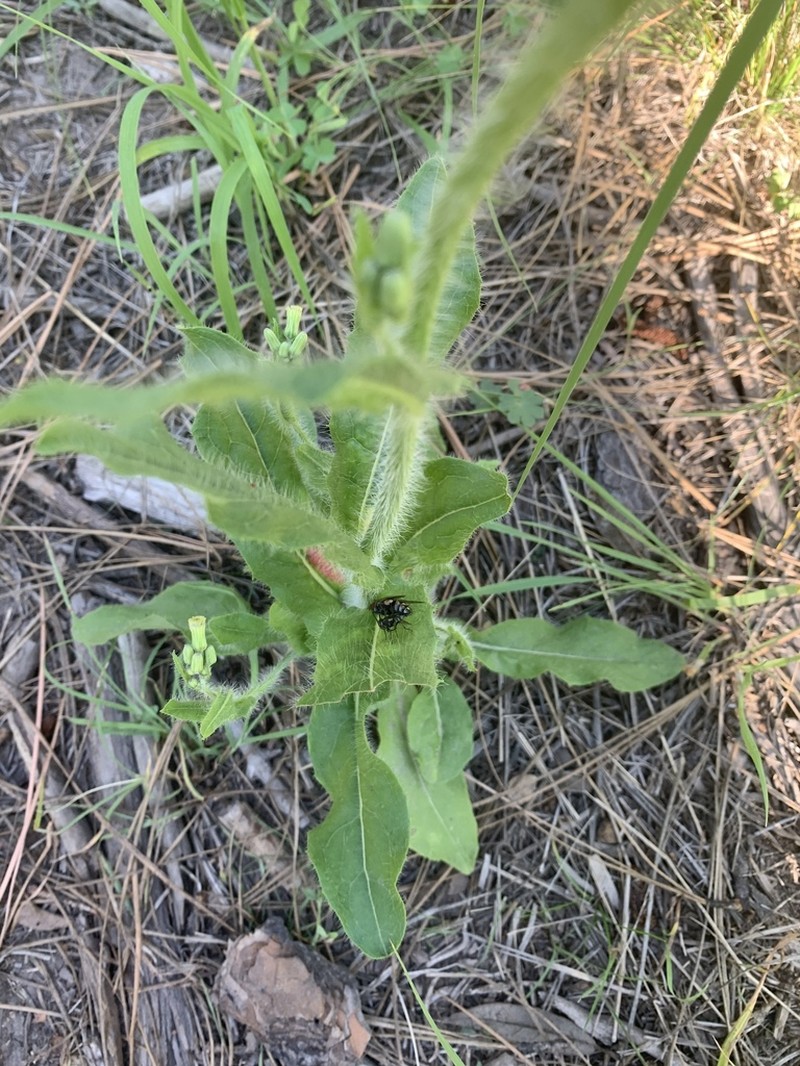 Lemmon's Hawkweed photo 5