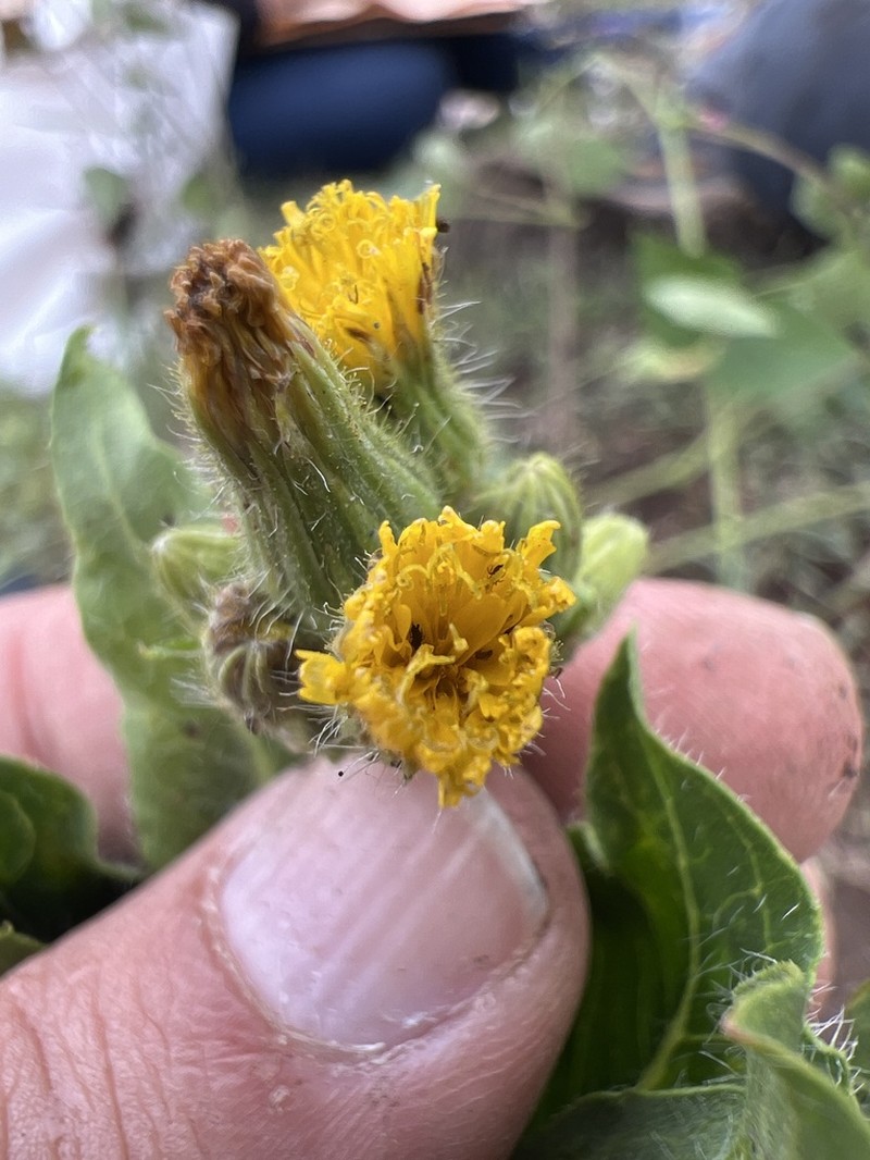 Lemmon's Hawkweed photo 7