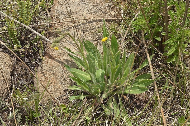 Lemmon's Hawkweed photo 8
