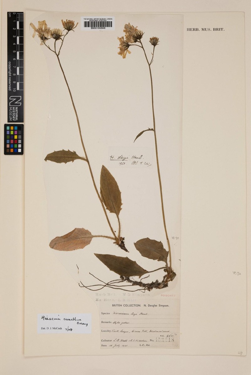 Hieracium crinellum