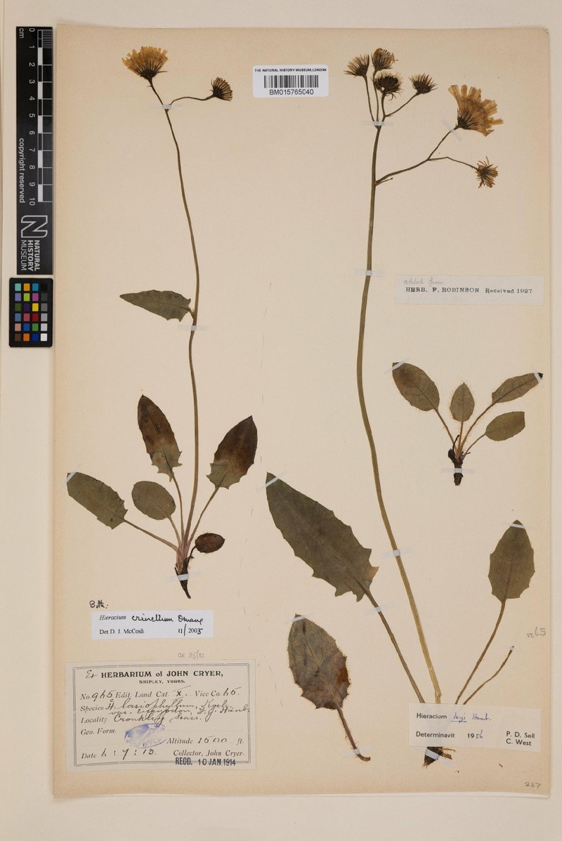 Hieracium crinellum photo 2