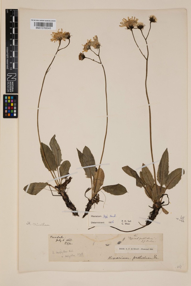 Hieracium crinellum photo 3