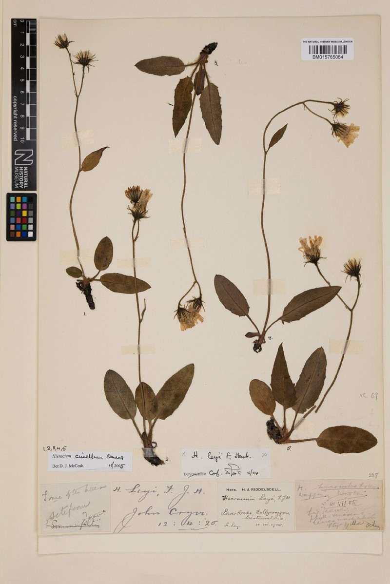 Hieracium crinellum photo 4
