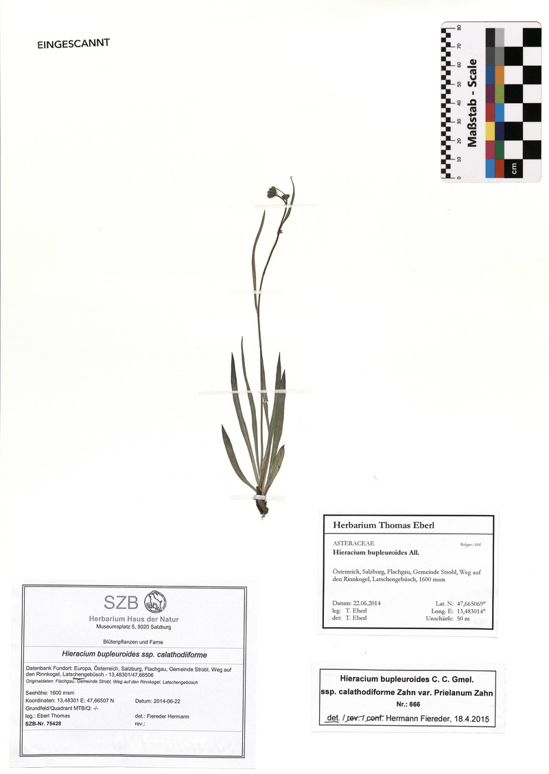 Hieracium crinifolium