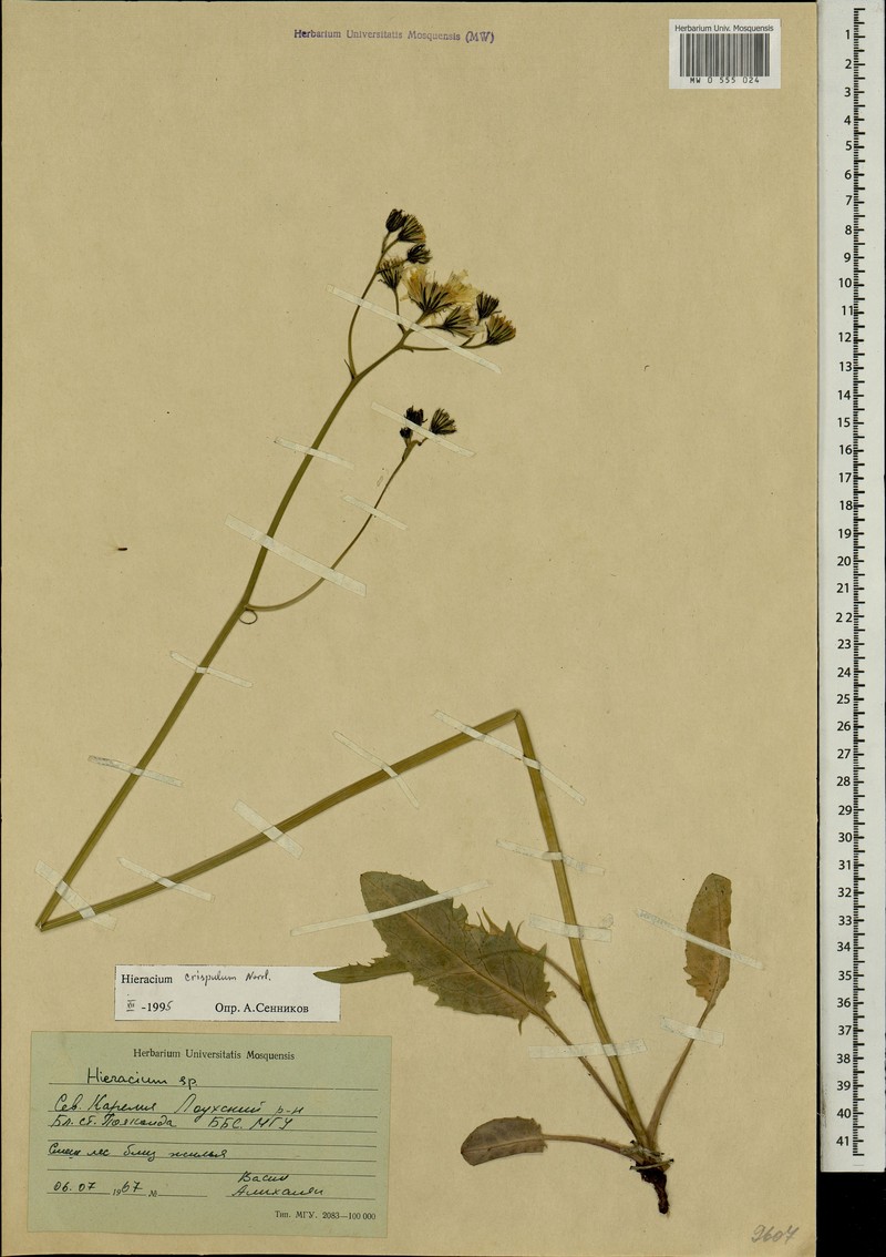 Hieracium crispulum