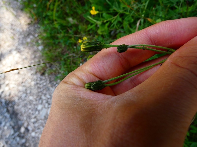 Hieracium crocatum
