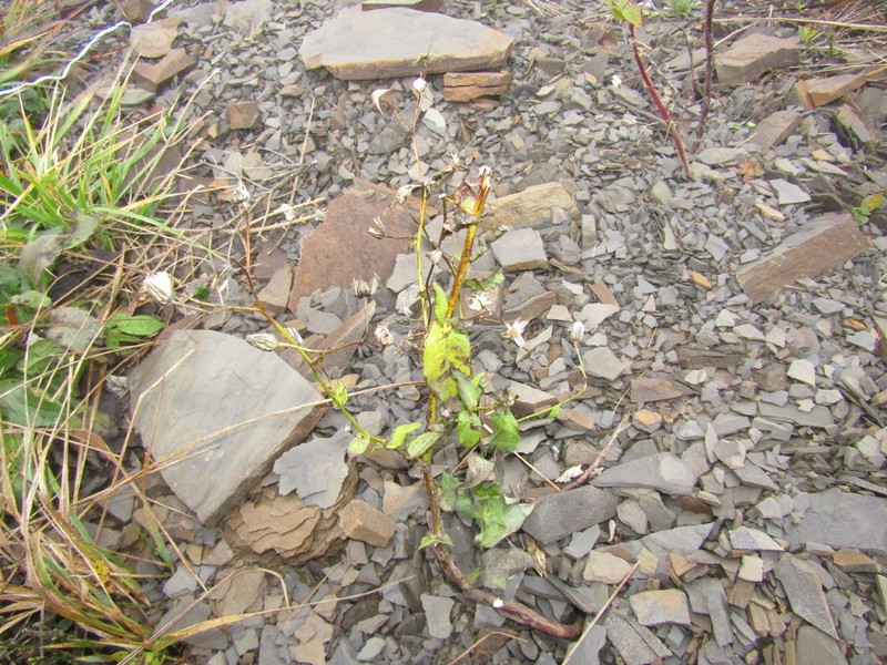 Hieracium crocatum photo 2
