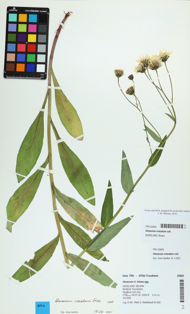Hieracium crocatum photo 3