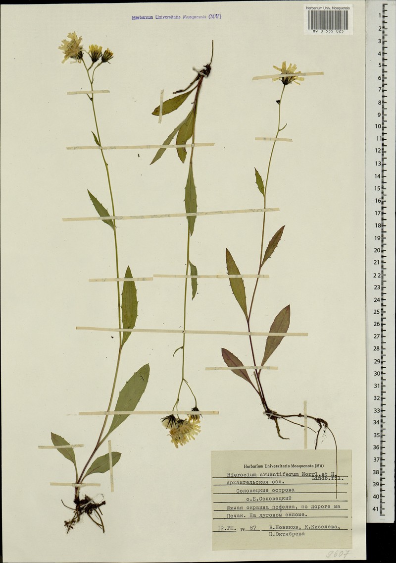 Hieracium cruentiferum