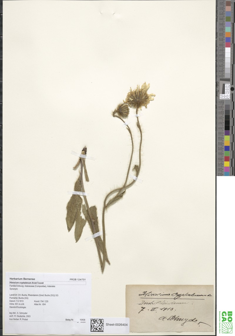 Hieracium cryptadenum