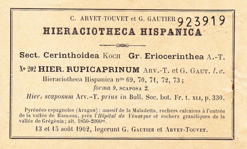 Hieracium cryptanthum photo 3
