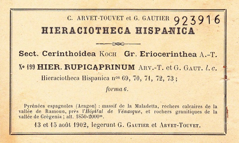Hieracium cryptanthum photo 4