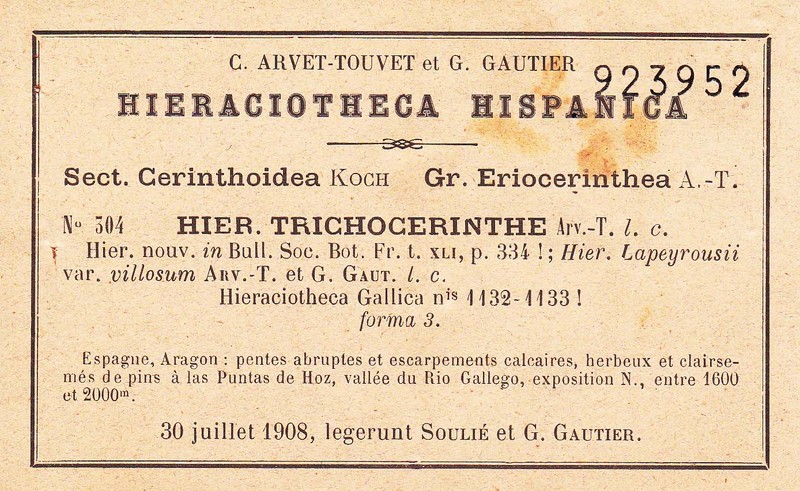Hieracium cryptanthum subsp. cryptanthum