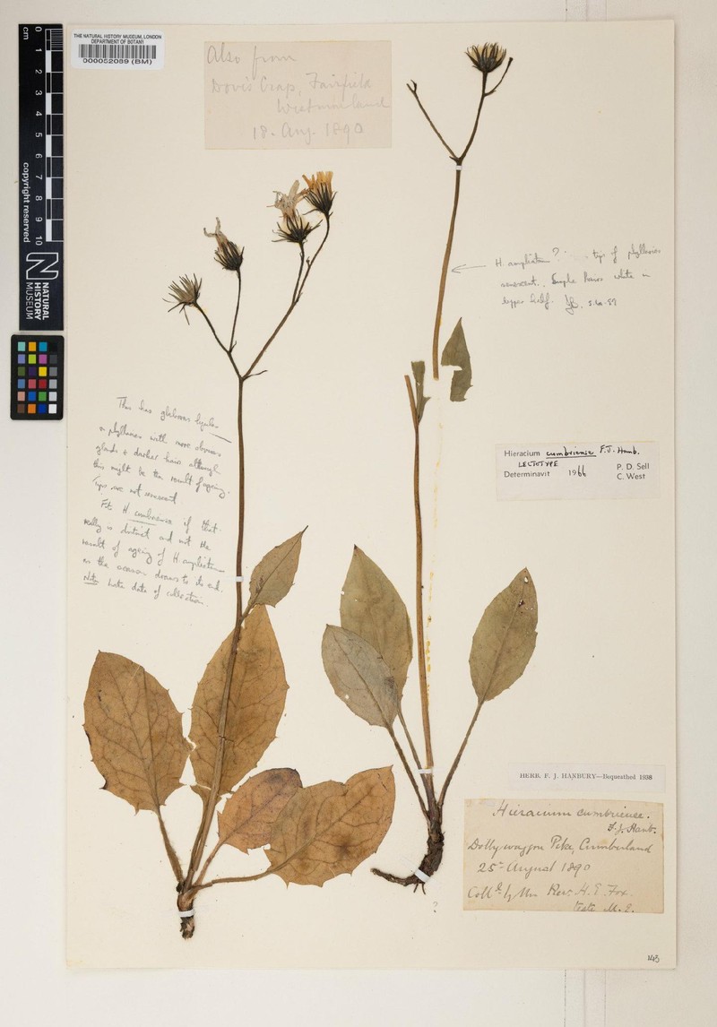 Hieracium cumbriense