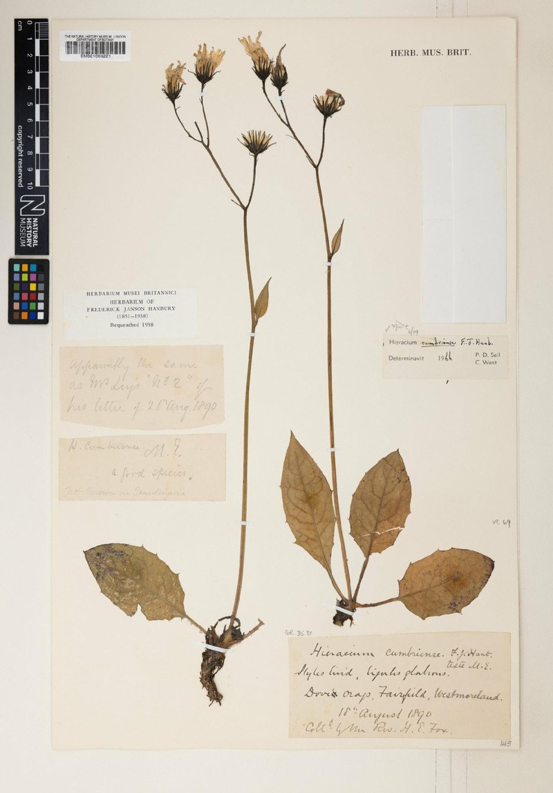 Hieracium cumbriense photo 3