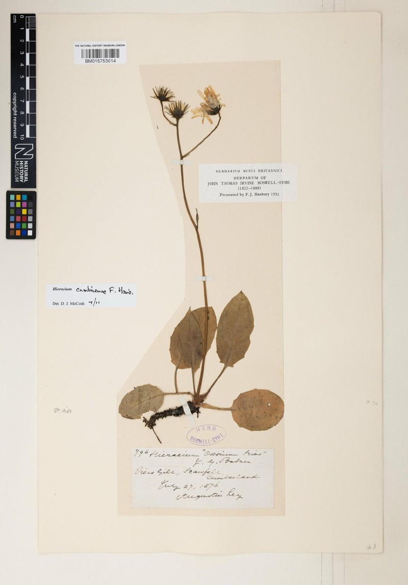 Hieracium cumbriense photo 4