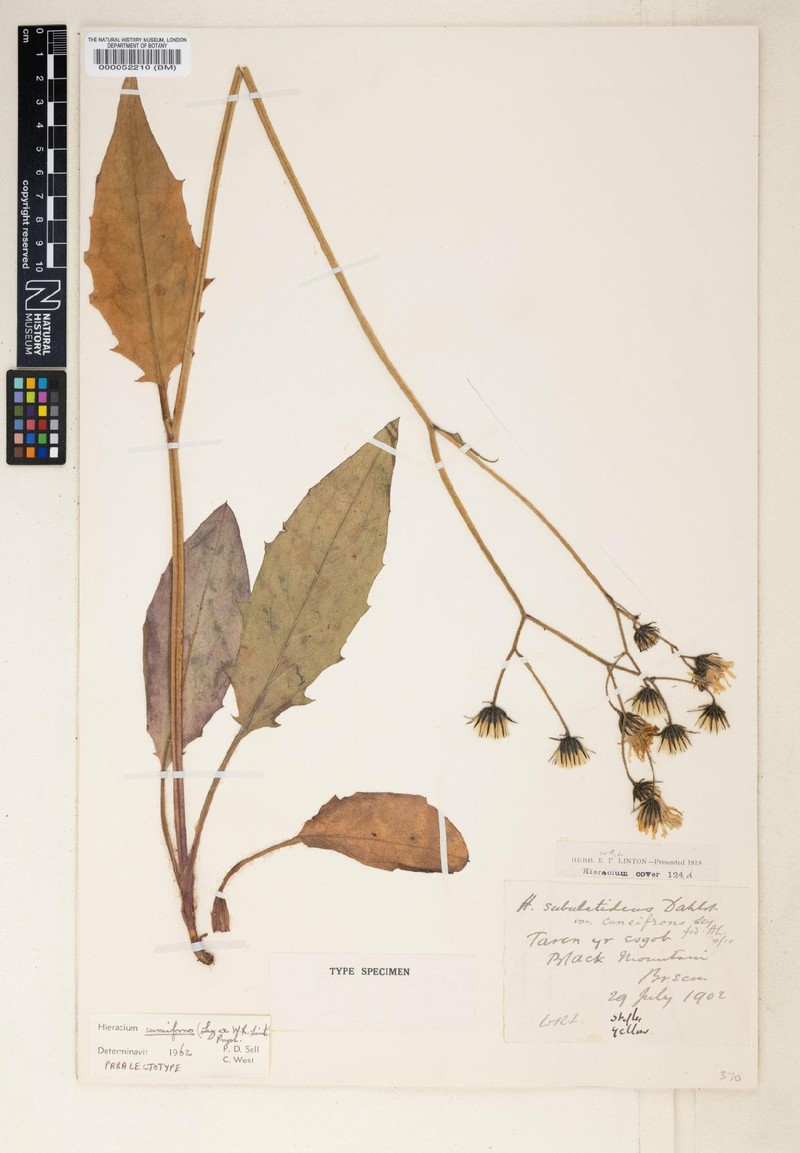 Hieracium cuneifrons