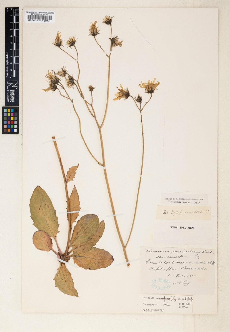 Hieracium cuneifrons photo 2