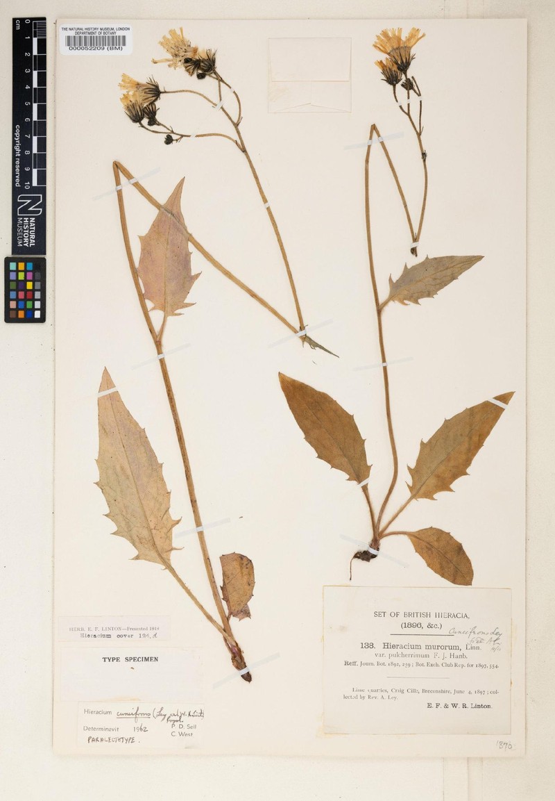 Hieracium cuneifrons photo 3