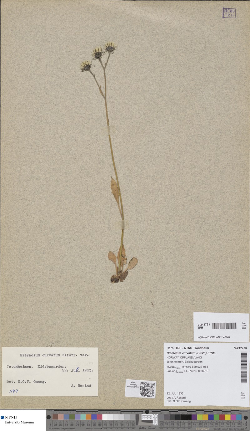 Hieracium curvatum
