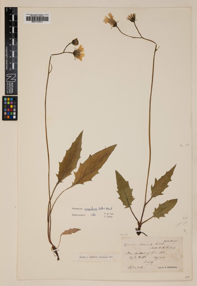 Hieracium cuspidens