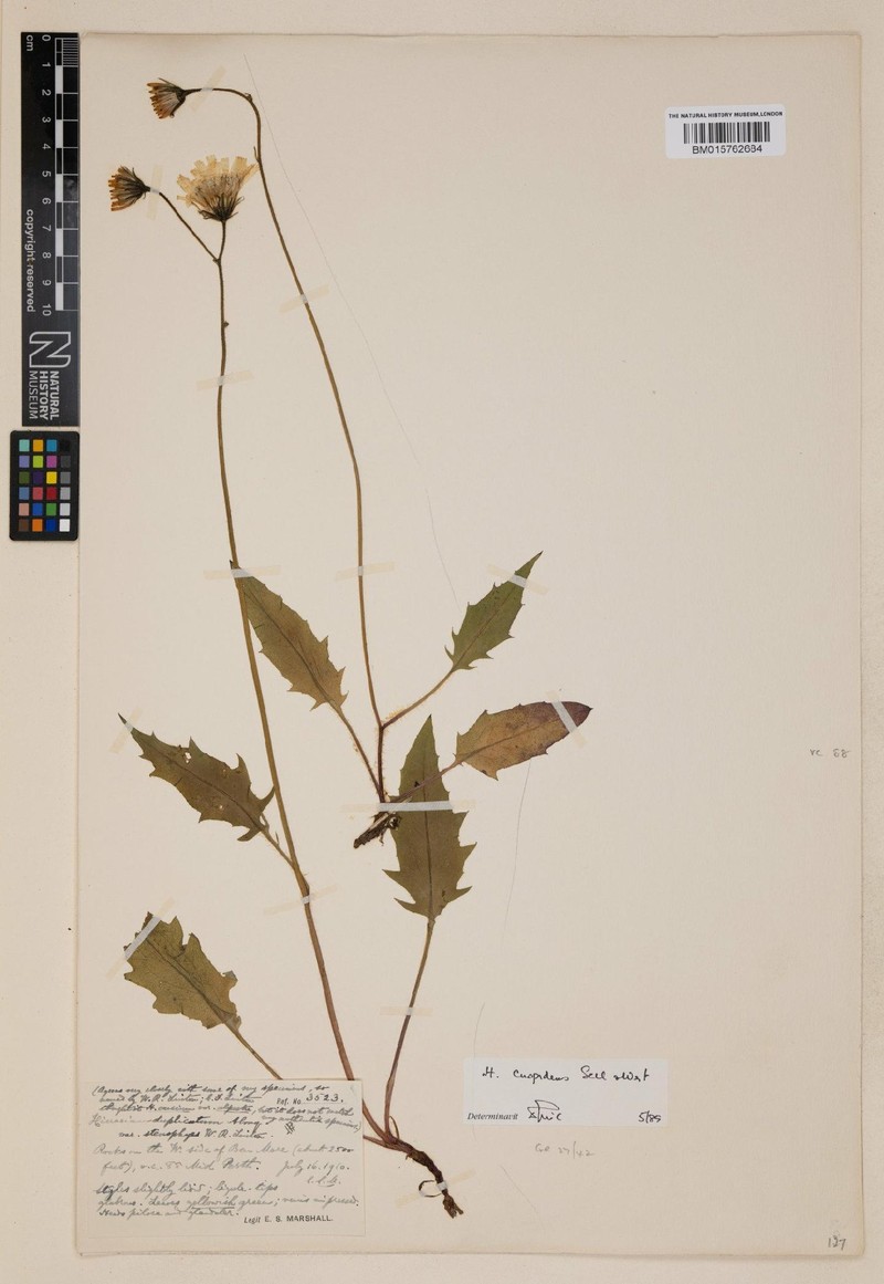 Hieracium cuspidens photo 2