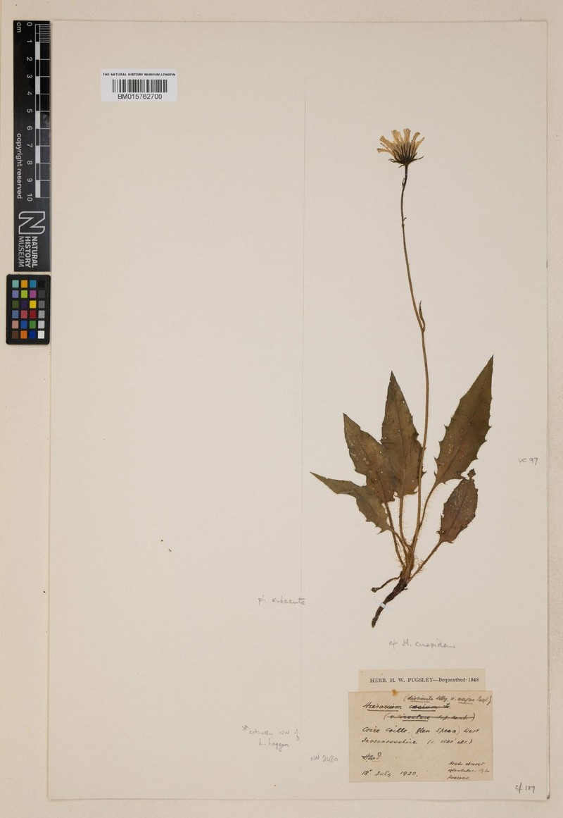 Hieracium cuspidens photo 3