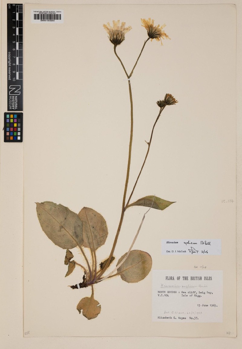 Hieracium cyclicum