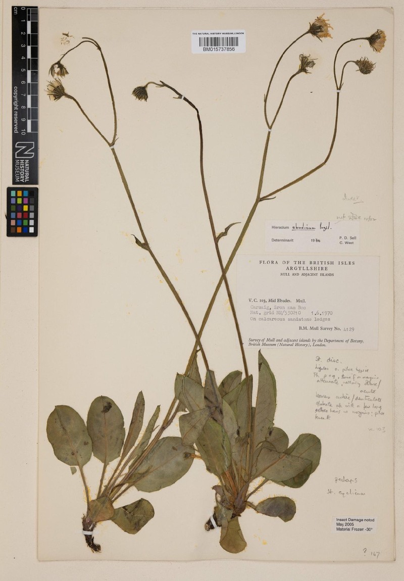 Hieracium cyclicum photo 2