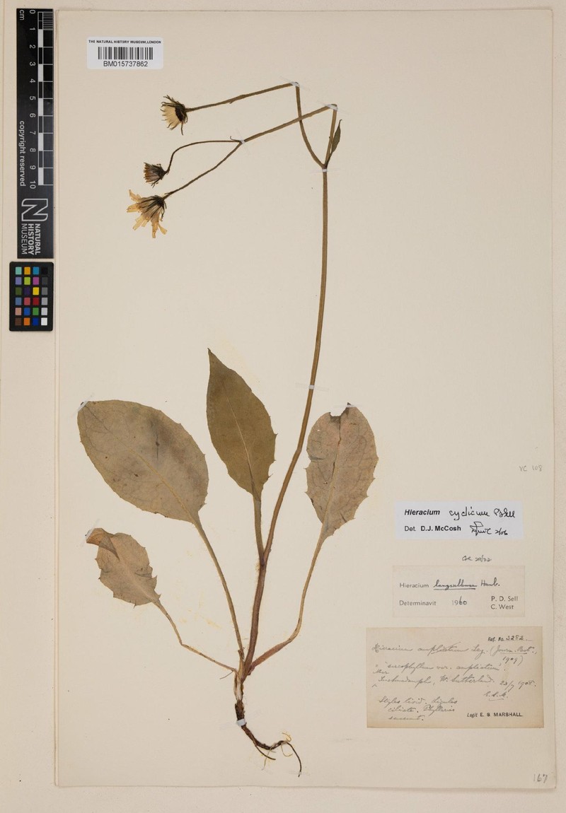 Hieracium cyclicum photo 3