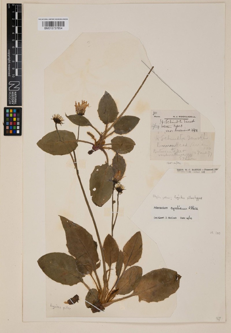 Hieracium cyclicum photo 4