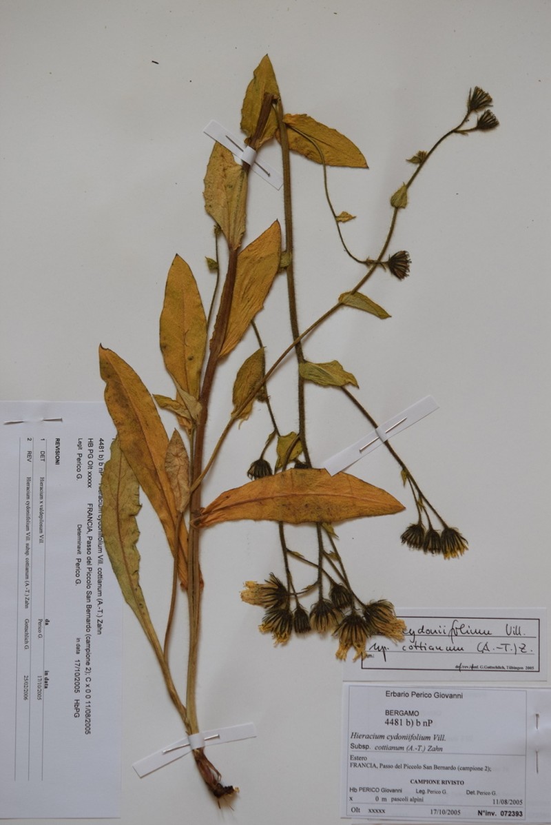 Hieracium cydoniifolium