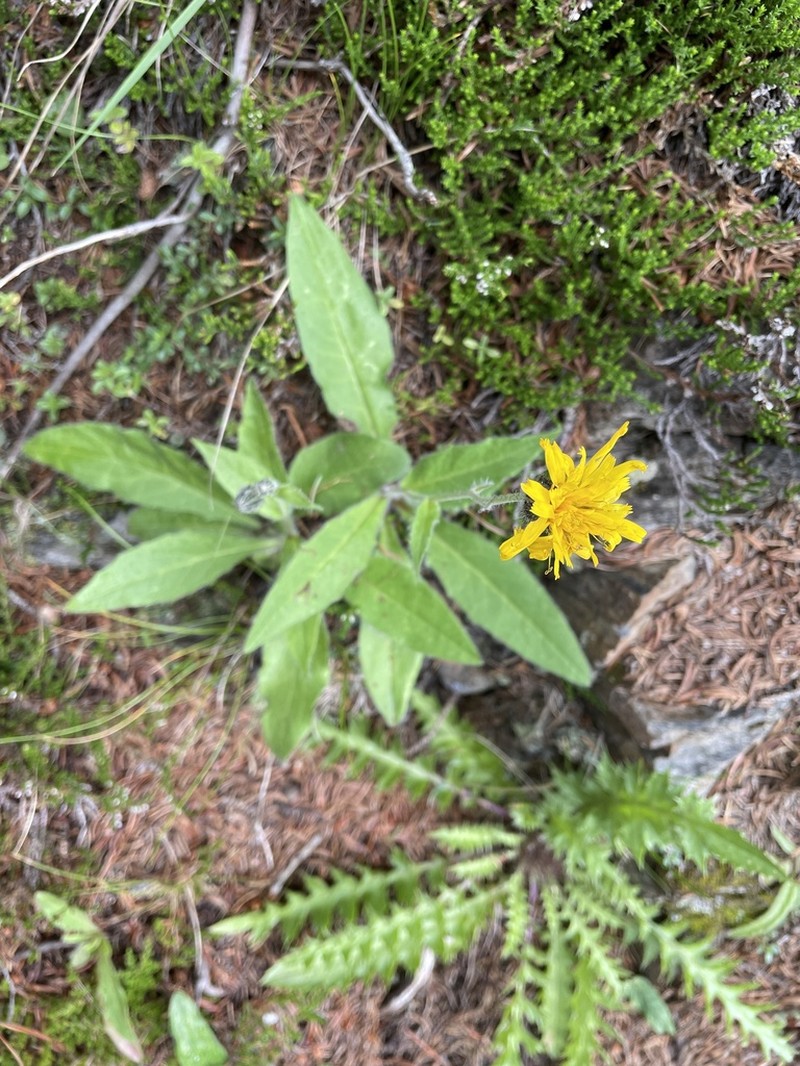 Hieracium cydoniifolium photo 2