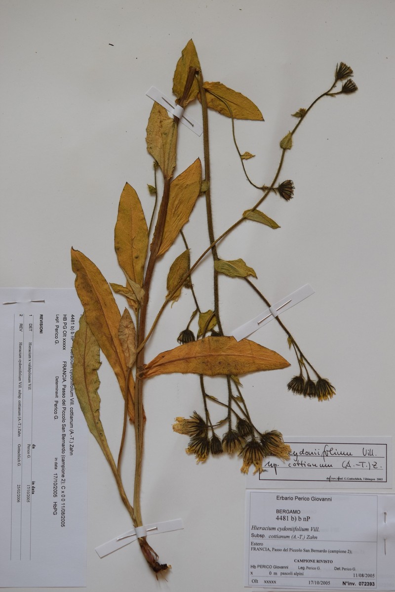 Hieracium cydoniifolium subsp. cottianum