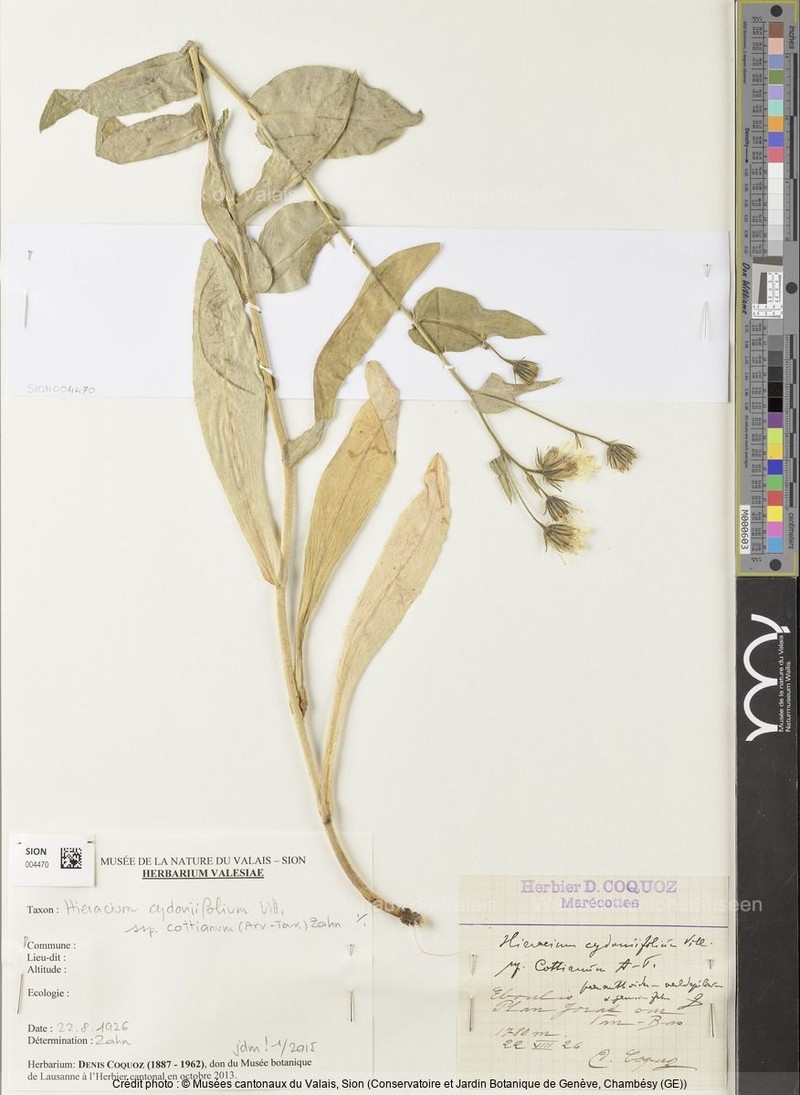 Hieracium cydoniifolium subsp. cottianum photo 2