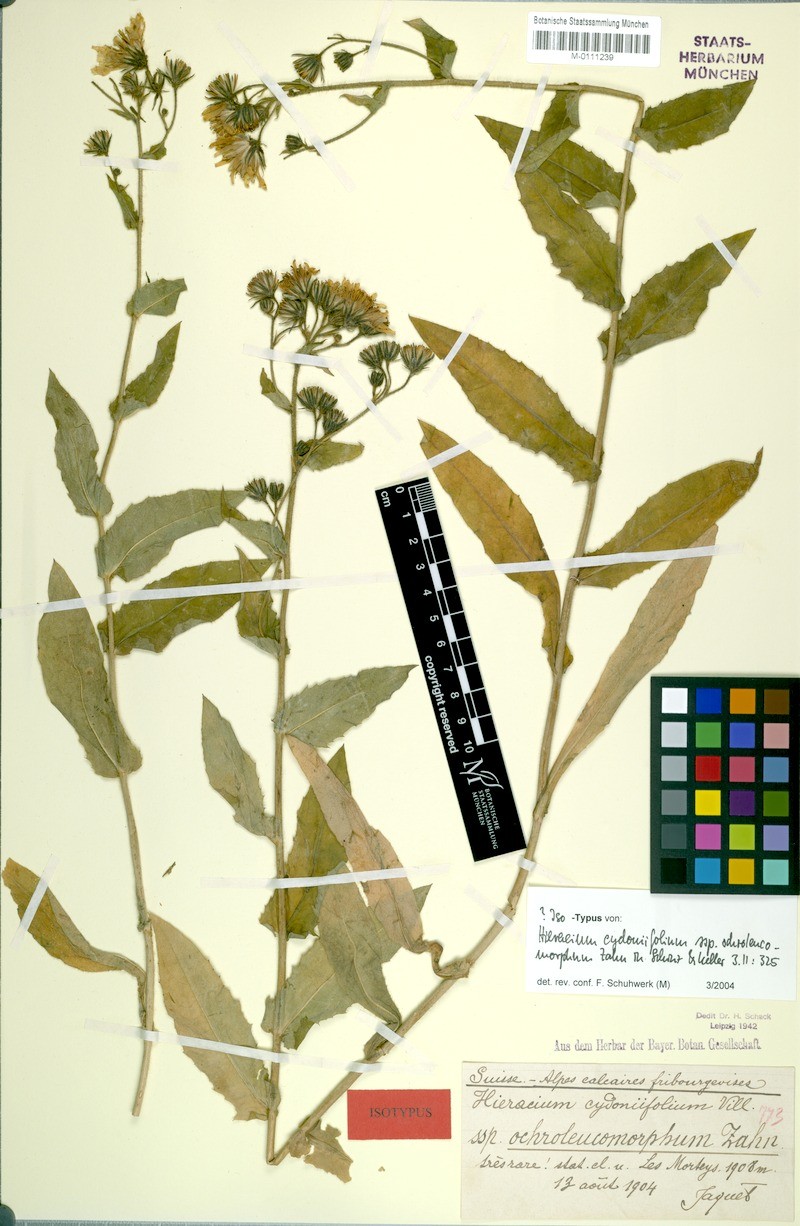 Hieracium cydoniifolium subsp. ochroleucomorphum