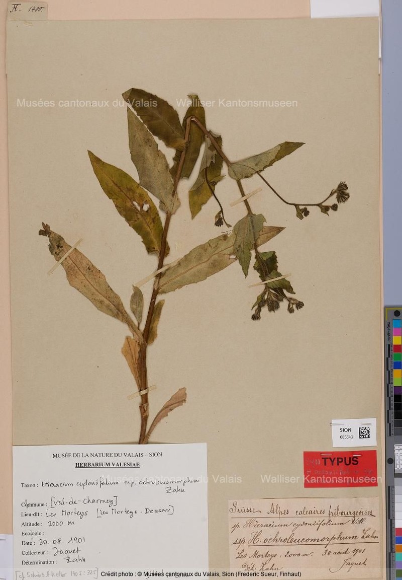 Hieracium cydoniifolium subsp. ochroleucomorphum photo 2